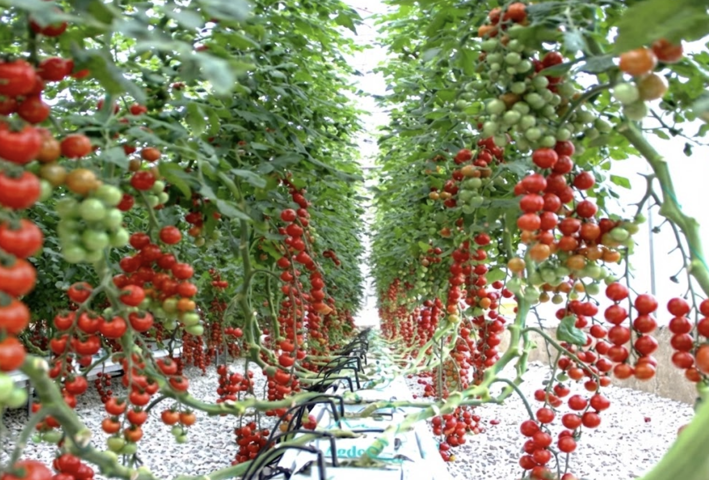 Growing Gutter Cultivation